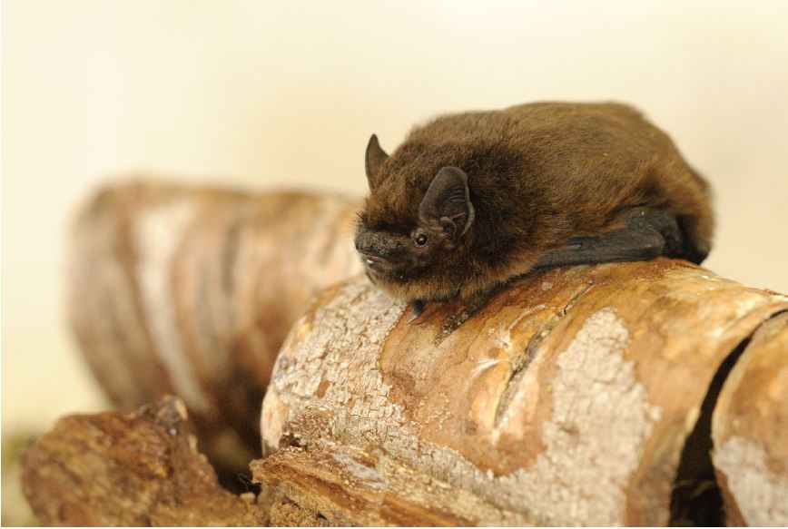 Common pipistrelle