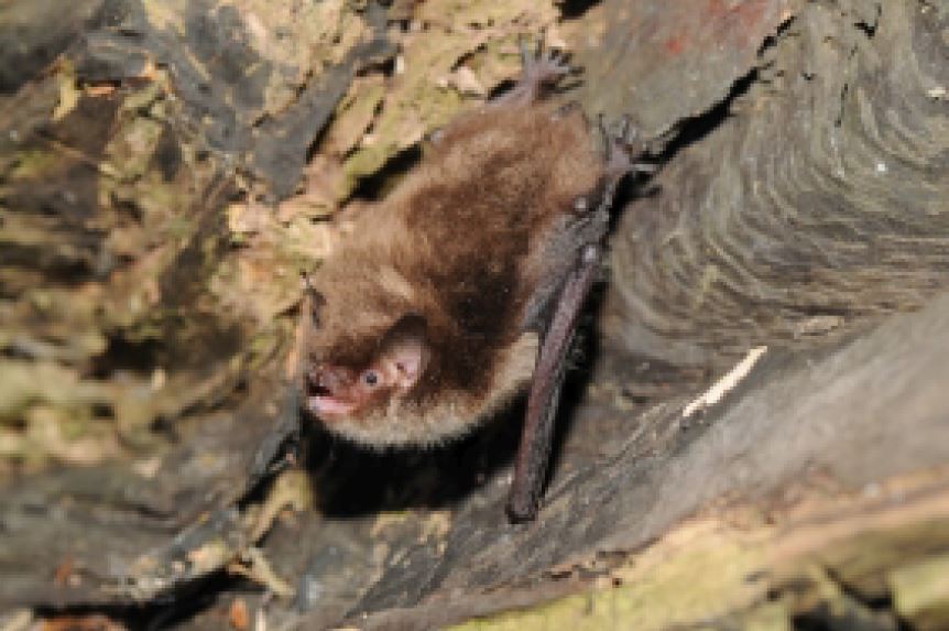 Daubenton's bat