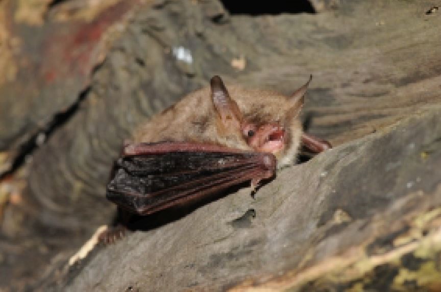 Natterer's bat