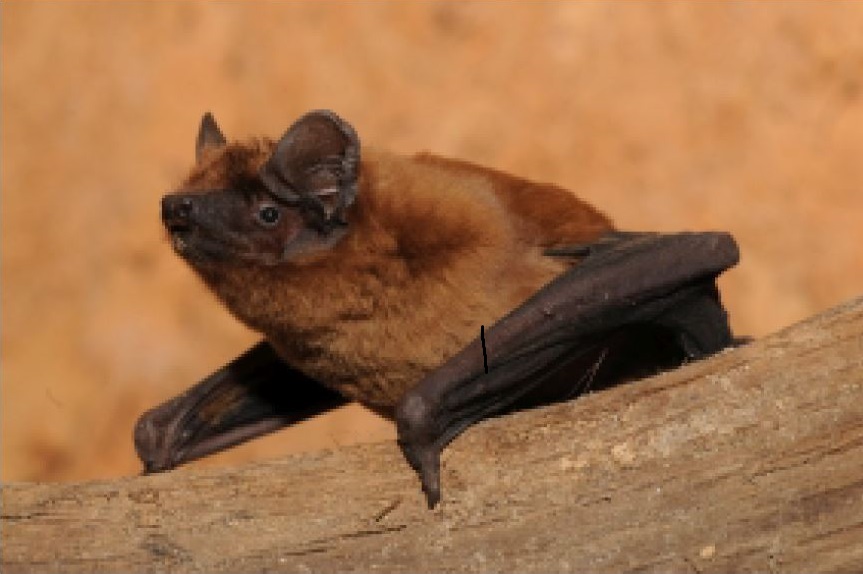 >Noctule