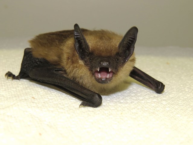Serotine