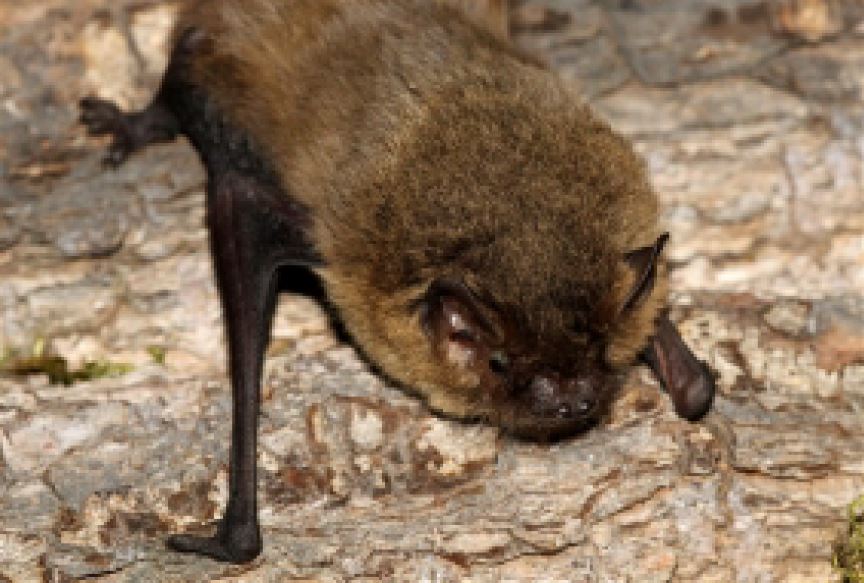 Soprano pipistrelle